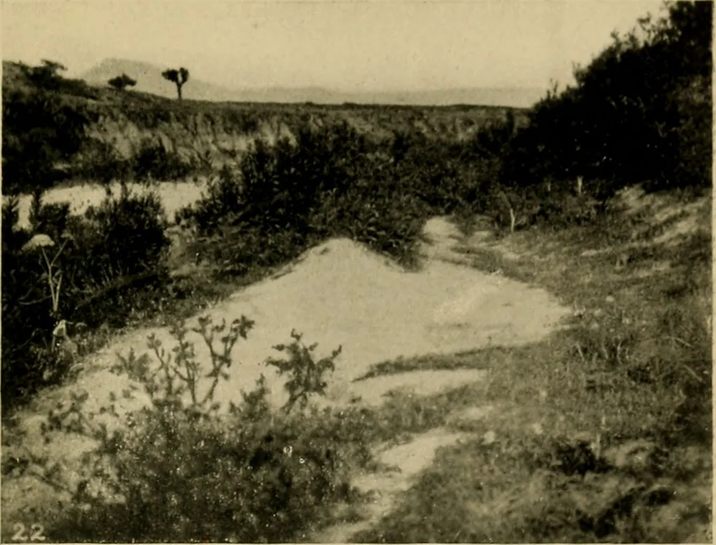 An illustration from The ban of the Bori; demons and demon-dancing in West and North Africa, 1914, leaf 256