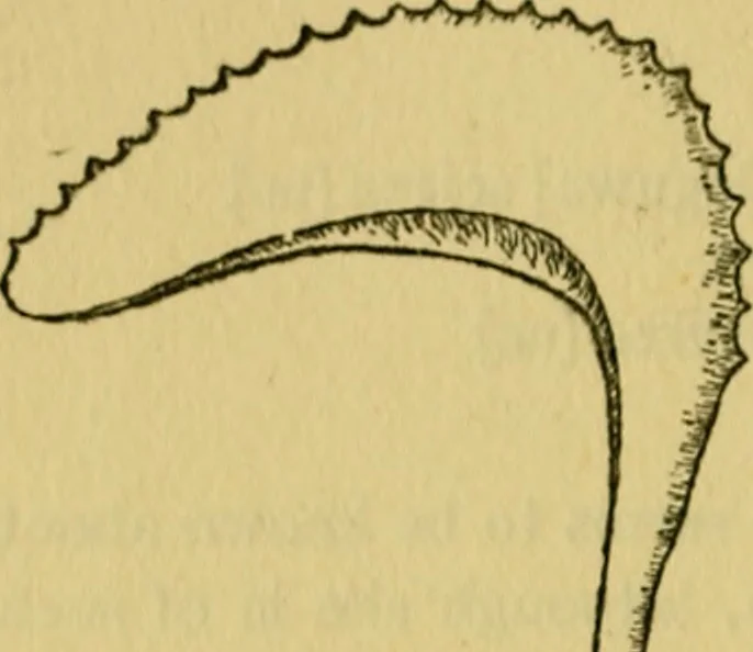 An illustration from The ban of the Bori; demons and demon-dancing in West and North Africa, 1914, leaf 393