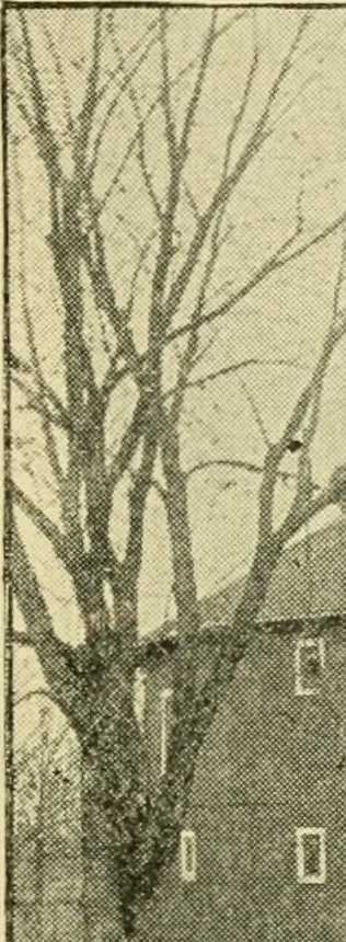 An illustration from Barn plans and outbuildings, 1914, leaf 240