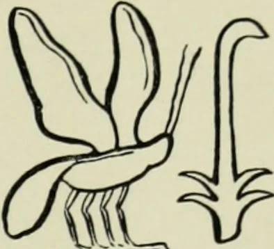 An illustration from The bases of design, 1902, leaf 216