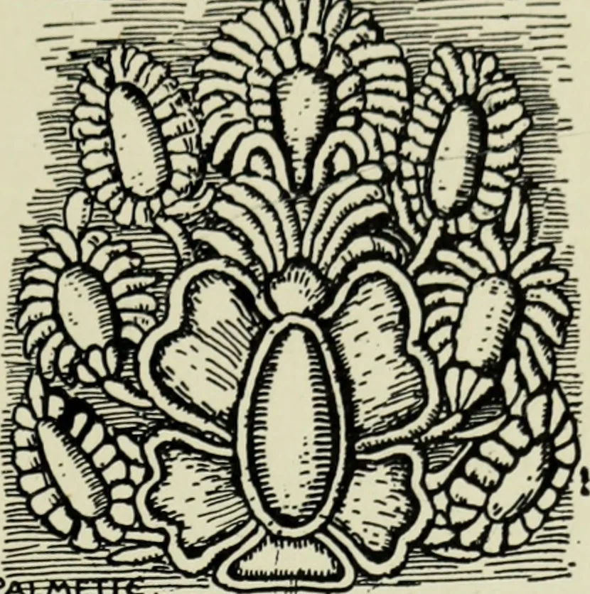 An illustration from The bases of design, 1902, leaf 232
