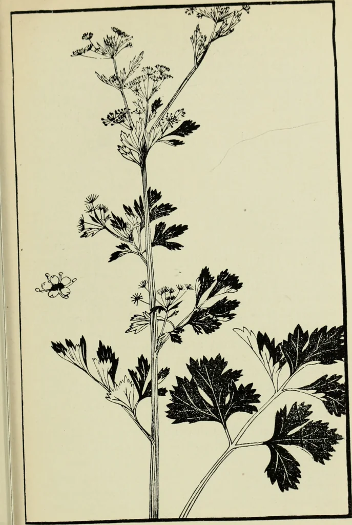 An illustration from The bases of design, 1902, leaf 310