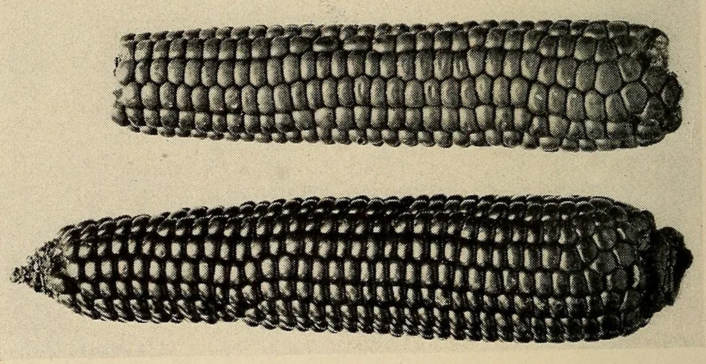 An illustration from A basket-maker cave in Kane County, Utah, 1922, leaf 118