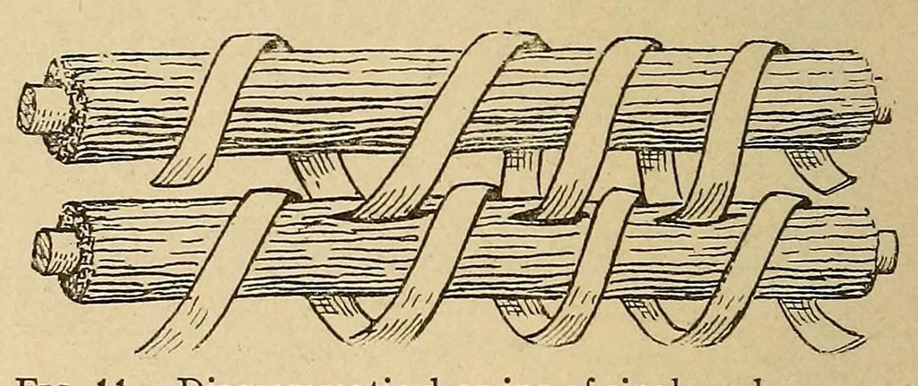 An illustration from A basket-maker cave in Kane County, Utah, 1922, leaf 160