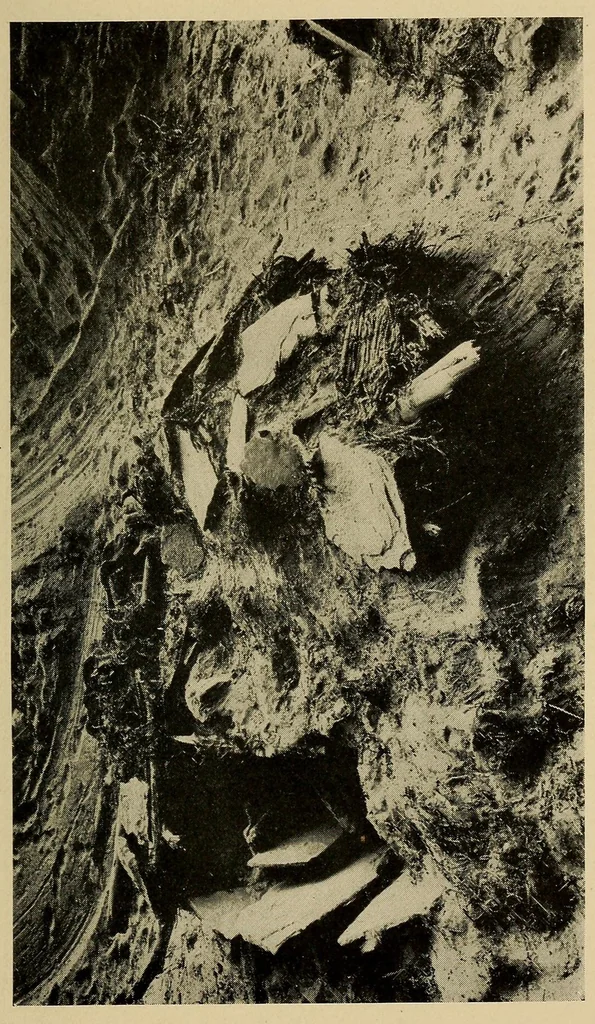 An illustration from A basket-maker cave in Kane County, Utah, 1922, leaf 67