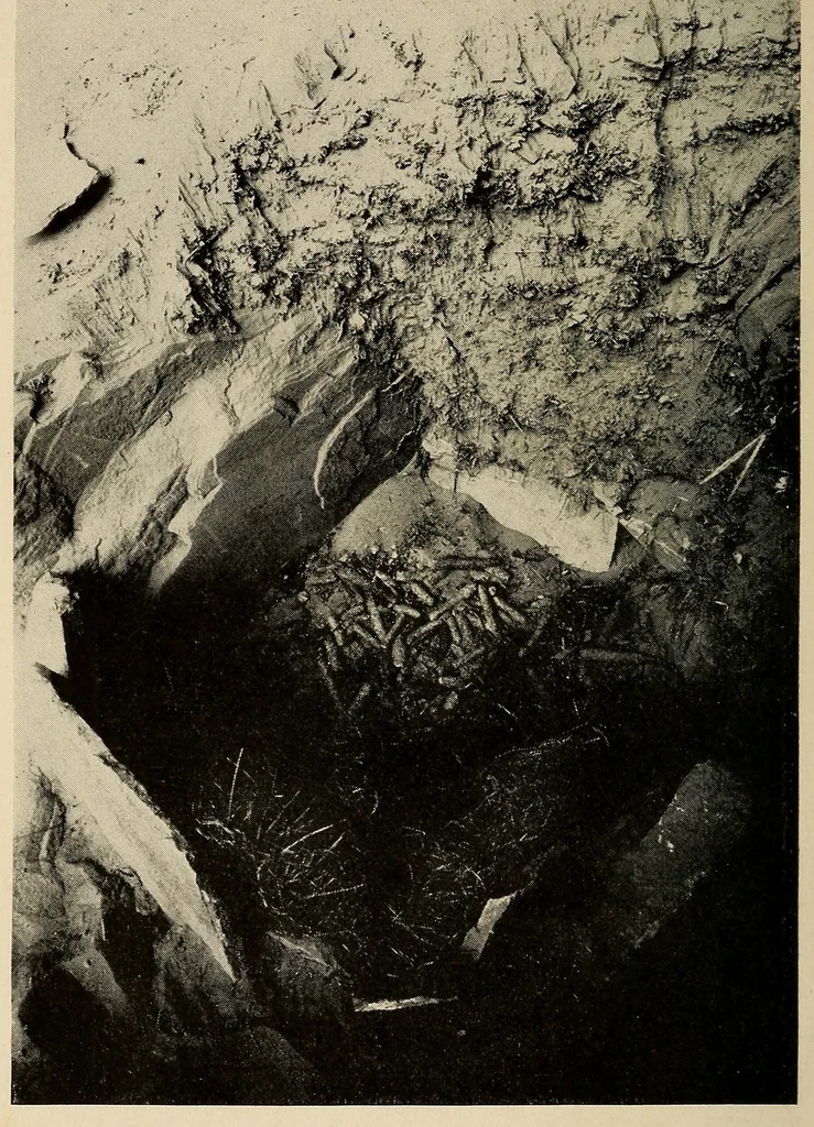 An illustration from A basket-maker cave in Kane County, Utah, 1922, leaf 76