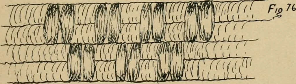 An illustration from Basket making .., 1902, leaf 34