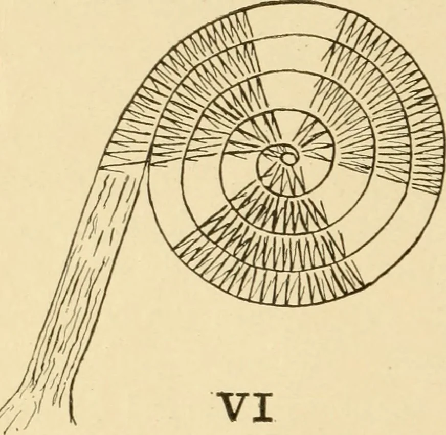 An illustration from Basketry and weaving in the school, 1904, leaf 13