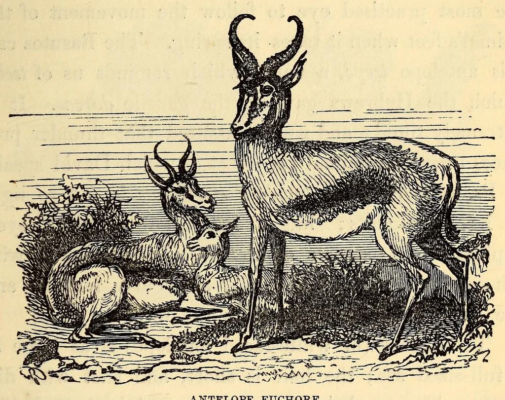 An illustration from The Basutos : or, twenty-three years in South Africa, 1861, leaf 67
