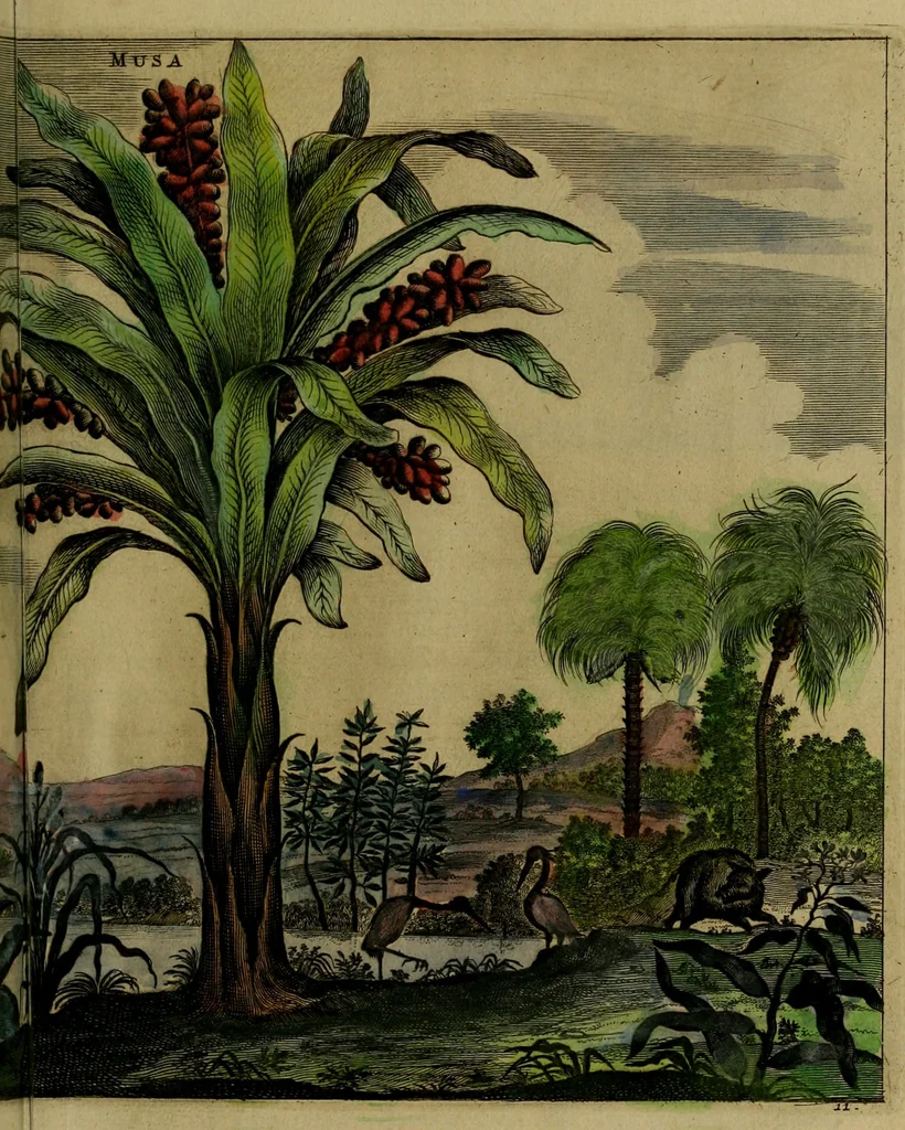 An illustration from Legatio Batavica ad magnum Tartariae chamum Sungteium, modernum Sinae imperatorem : historiarum narratione, quae legatis in provinciis Quantung, Kiangsi, Nanking, Xantung, Peking, & aula imperatoriâ ab anno 1655 ad annum 1657 obtigerunt, ut & ardua Sinensium in bello Tartarico fortunâ, provinciarum accurata geographia, urbium delineatione, nec non artis & naturae miraculis ex animalium, vegetabilium, mineralium genere per centum & quinquaginta aeneas figuras passim illustrata & conscripta vernacule, 1668, leaf 232