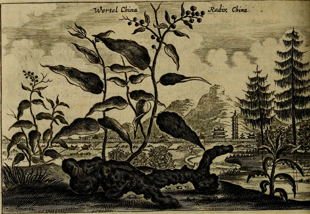 An illustration from Legatio Batavica ad magnum Tartariae chamum Sungteium, modernum Sinae imperatorem : historiarum narratione, quae legatis in provinciis Quantung, Kiangsi, Nanking, Xantung, Peking, & aula imperatoriâ ab anno 1655 ad annum 1657 obtigerunt, ut & ardua Sinensium in bello Tartarico fortunâ, provinciarum accurata geographia, urbium delineatione, nec non artis & naturae miraculis ex animalium, vegetabilium, mineralium genere per centum & quinquaginta aeneas figuras passim illustrata & conscripta vernacule, 1668, leaf 441
