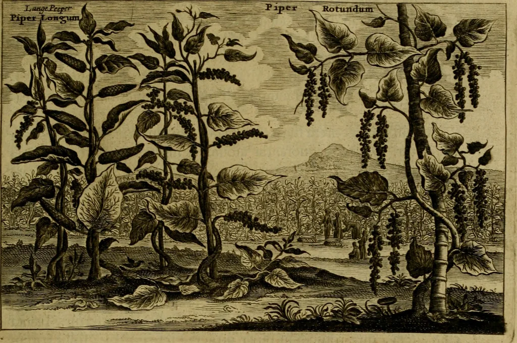 An illustration from Legatio Batavica ad magnum Tartariae chamum Sungteium, modernum Sinae imperatorem : historiarum narratione, quae legatis in provinciis Quantung, Kiangsi, Nanking, Xantung, Peking, & aula imperatoriâ ab anno 1655 ad annum 1657 obtigerunt, ut & ardua Sinensium in bello Tartarico fortunâ, provinciarum accurata geographia, urbium delineatione, nec non artis & naturae miraculis ex animalium, vegetabilium, mineralium genere per centum & quinquaginta aeneas figuras passim illustrata & conscripta vernacule, 1668, leaf 456