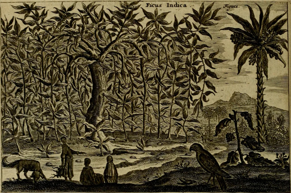 An illustration from Legatio Batavica ad magnum Tartariae chamum Sungteium, modernum Sinae imperatorem : historiarum narratione, quae legatis in provinciis Quantung, Kiangsi, Nanking, Xantung, Peking, & aula imperatoriâ ab anno 1655 ad annum 1657 obtigerunt, ut & ardua Sinensium in bello Tartarico fortunâ, provinciarum accurata geographia, urbium delineatione, nec non artis & naturae miraculis ex animalium, vegetabilium, mineralium genere per centum & quinquaginta aeneas figuras passim illustrata & conscripta vernacule, 1668, leaf 459