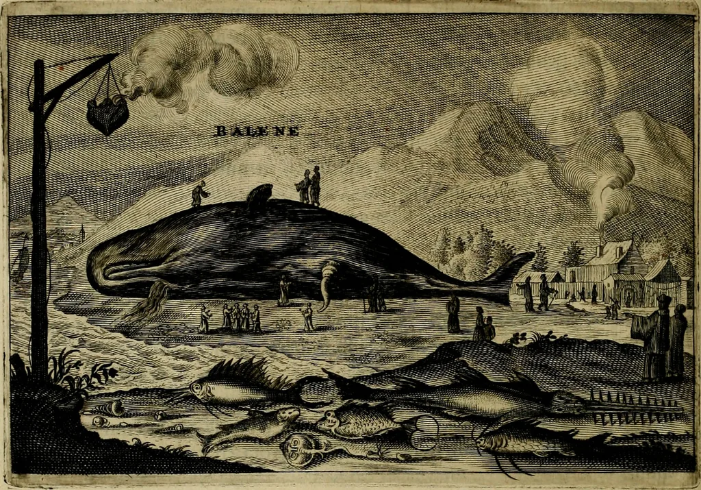 An illustration from Legatio Batavica ad magnum Tartariae chamum Sungteium, modernum Sinae imperatorem : historiarum narratione, quae legatis in provinciis Quantung, Kiangsi, Nanking, Xantung, Peking, & aula imperatoriâ ab anno 1655 ad annum 1657 obtigerunt, ut & ardua Sinensium in bello Tartarico fortunâ, provinciarum accurata geographia, urbium delineatione, nec non artis & naturae miraculis ex animalium, vegetabilium, mineralium genere per centum & quinquaginta aeneas figuras passim illustrata & conscripta vernacule, 1668, leaf 475