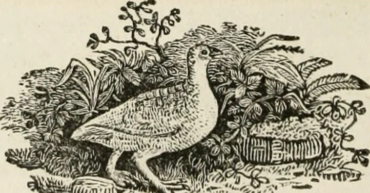 An illustration from The Beauties of England and Wales, or, Delineations, topographical, historical, and descriptive, of each county, 1801, leaf 435