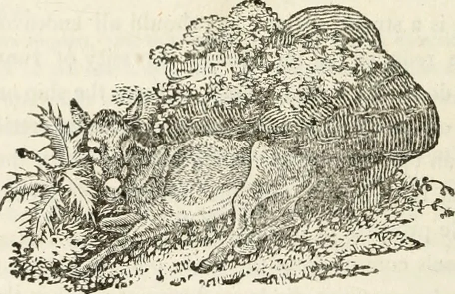 An illustration from The Beauties of England and Wales, or, Delineations, topographical, historical, and descriptive, of each county, 1801, leaf 727