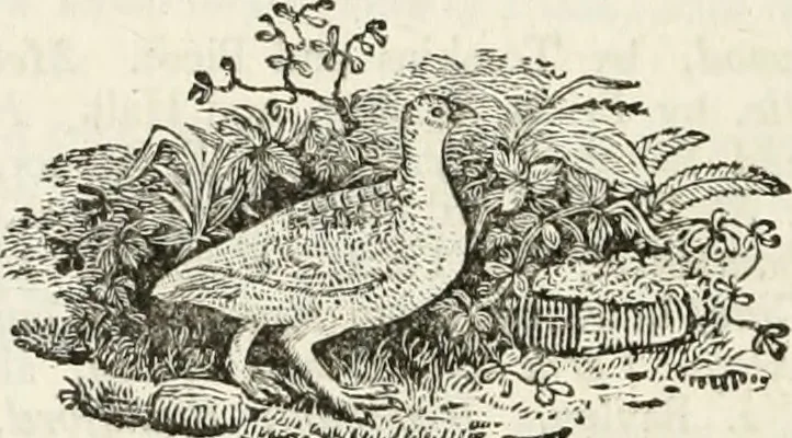 An illustration from The Beauties of England and Wales, or, Delineations, topographical, historical, and descriptive, of each county, 1801, leaf 735