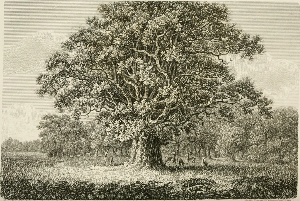 An illustration from The Beauties of England and Wales, or, Delineations, topographical, historical, and descriptive, of each county, 1801, leaf 199