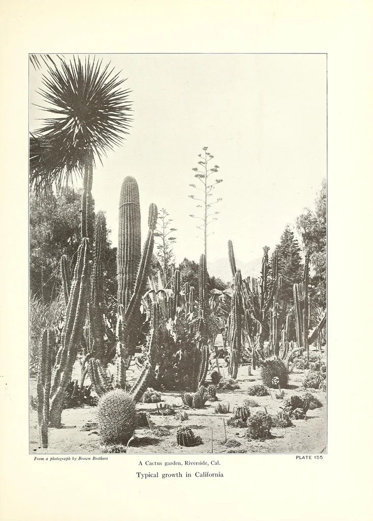 An illustration from Beautiful gardens in America, 1916, leaf 367
