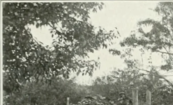 An illustration from Beautiful gardens in America, 1915, leaf 146
