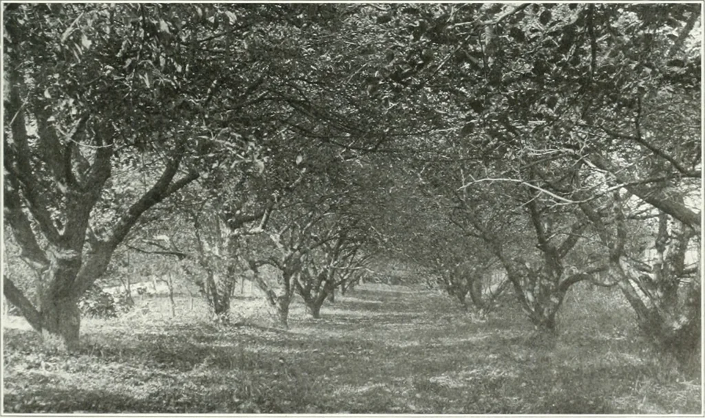 An illustration from Beautiful gardens in America, 1915, leaf 146