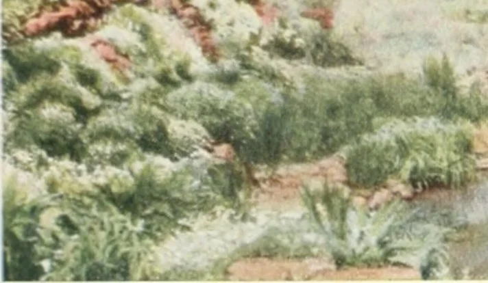 An illustration from Beautiful gardens in America, 1915, leaf 242