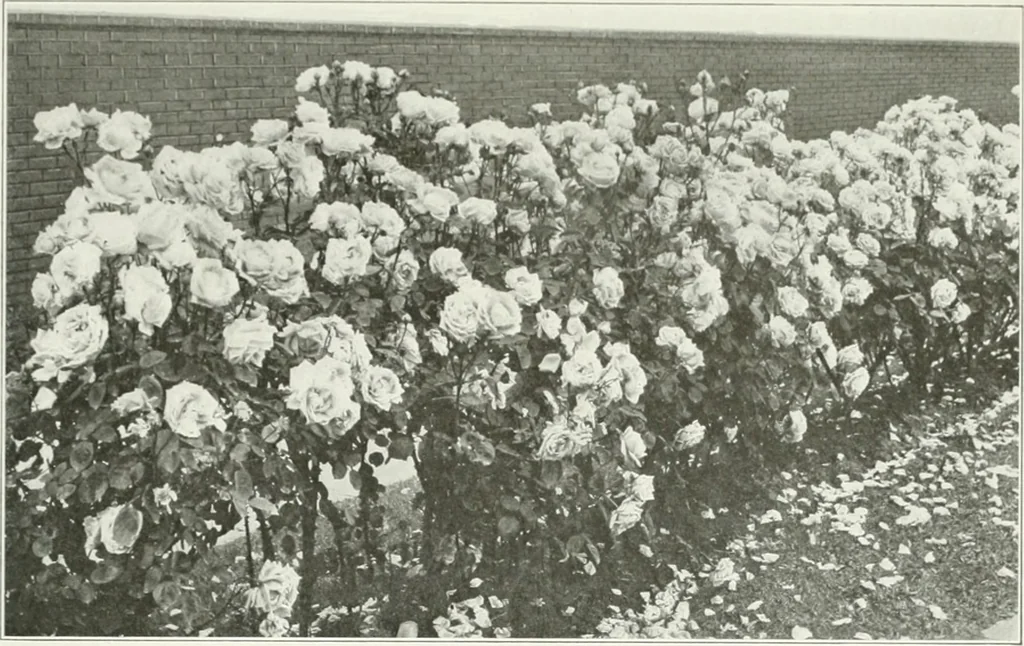 An illustration from Beautiful gardens in America, 1915, leaf 366