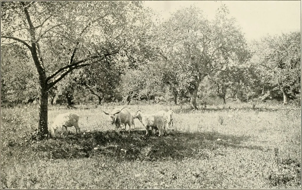 An illustration from Beautiful homes of Morris County and northern New Jersey : containing photographic reproductions ... with a brief description from colonial days to the present time, 1900, leaf 116