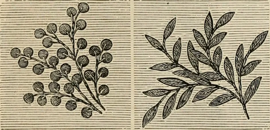 An illustration from Beautiful homes. Or, Hints in house furnishing, 1878, leaf 159