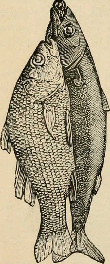 An illustration from Beautiful homes. Or, Hints in house furnishing, 1878, leaf 173