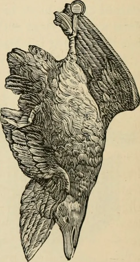 An illustration from Beautiful homes. Or, Hints in house furnishing, 1878, leaf 173