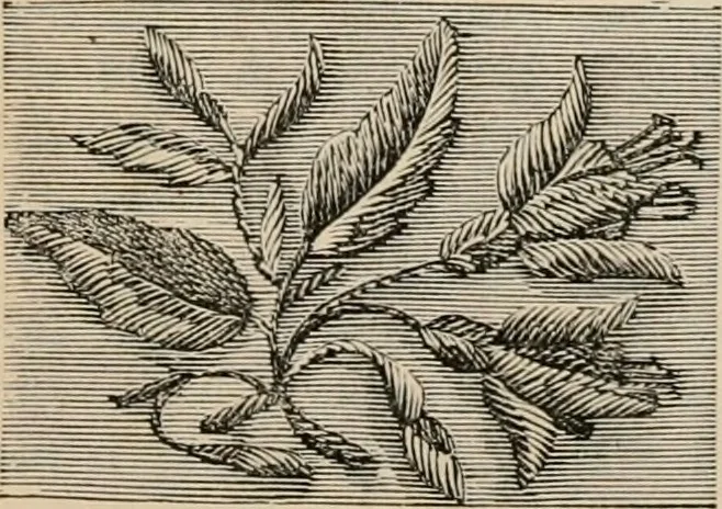 An illustration from Beautiful homes. Or, Hints in house furnishing, 1878, leaf 241
