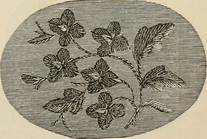 An illustration from Beautiful homes. Or, Hints in house furnishing, 1878, leaf 242