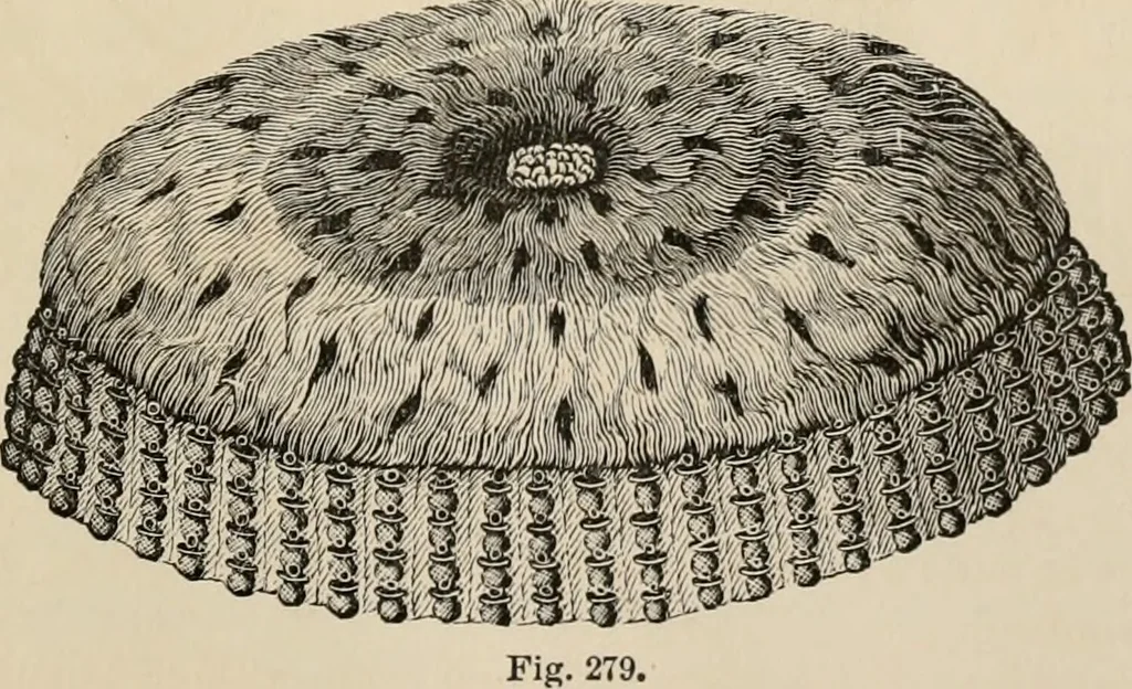 An illustration from Beautiful homes. Or, Hints in house furnishing, 1878, leaf 280