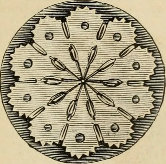 An illustration from Beautiful homes. Or, Hints in house furnishing, 1878, leaf 290