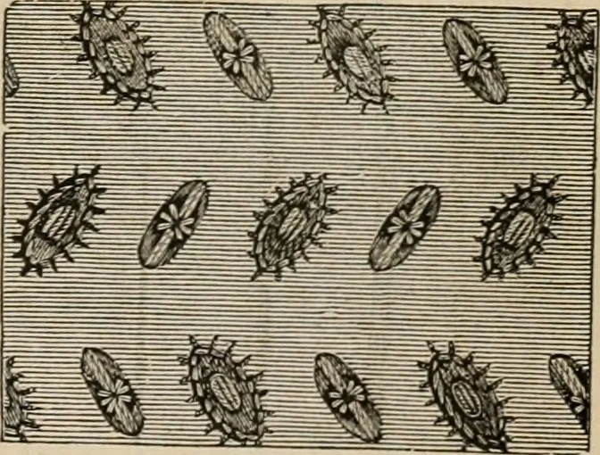 An illustration from Beautiful homes. Or, Hints in house furnishing, 1878, leaf 290