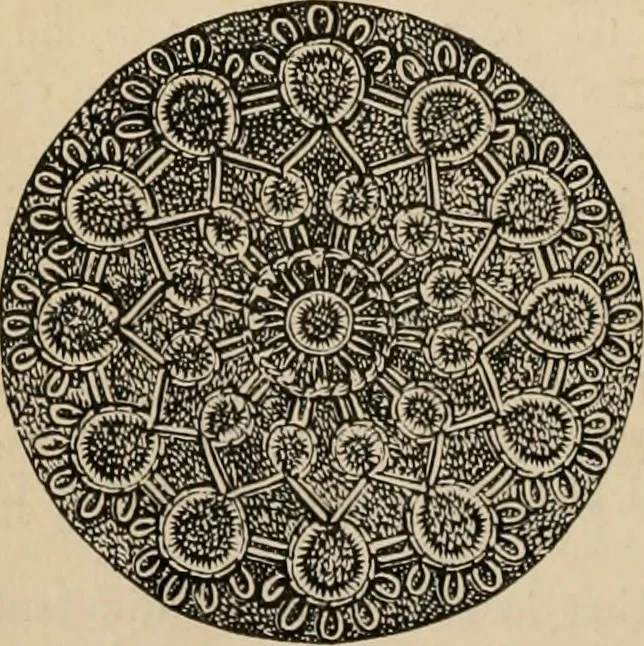 An illustration from Beautiful homes. Or, Hints in house furnishing, 1878, leaf 297