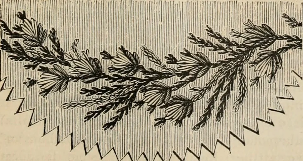 An illustration from Beautiful homes. Or, Hints in house furnishing, 1878, leaf 302
