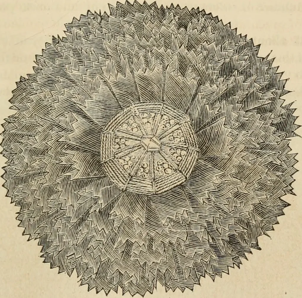 An illustration from Beautiful homes. Or, Hints in house furnishing, 1878, leaf 310
