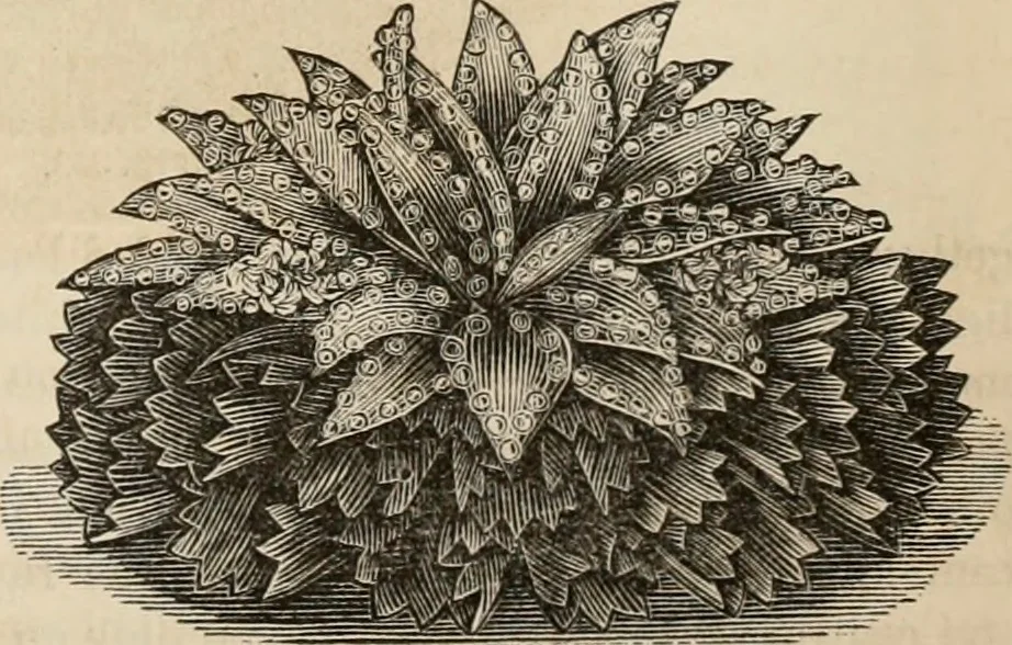 An illustration from Beautiful homes. Or, Hints in house furnishing, 1878, leaf 310