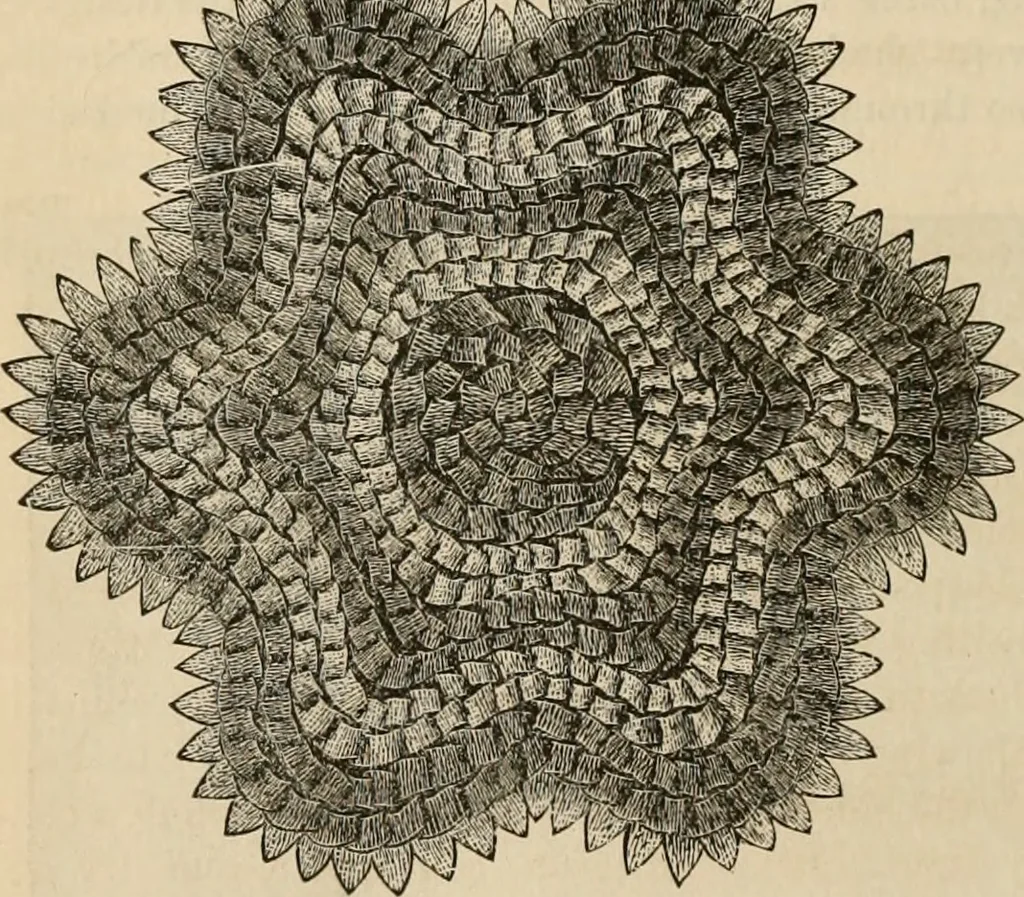 An illustration from Beautiful homes. Or, Hints in house furnishing, 1878, leaf 313