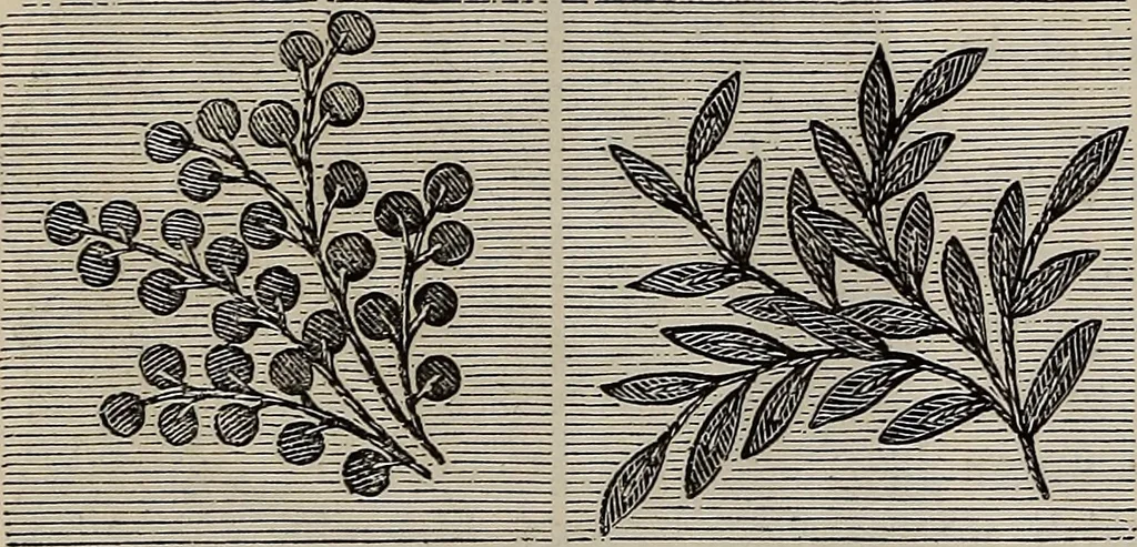 An illustration from Beautiful homes : or, Hints in house furnishing, 1878, leaf 155
