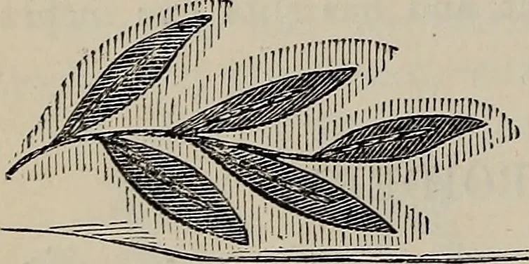 An illustration from Beautiful homes : or, Hints in house furnishing, 1878, leaf 155