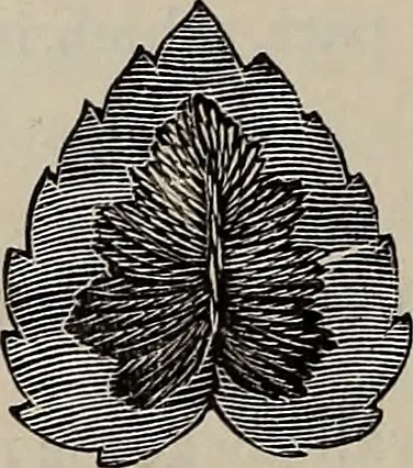 An illustration from Beautiful homes : or, Hints in house furnishing, 1878, leaf 155