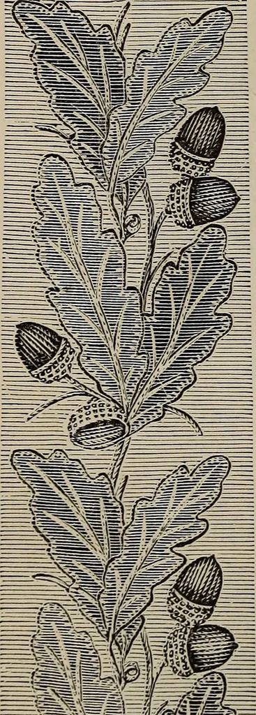 An illustration from Beautiful homes : or, Hints in house furnishing, 1878, leaf 207