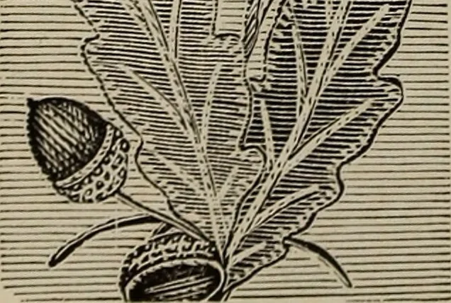 An illustration from Beautiful homes : or, Hints in house furnishing, 1878, leaf 207