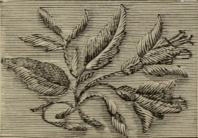 An illustration from Beautiful homes : or, Hints in house furnishing, 1878, leaf 237