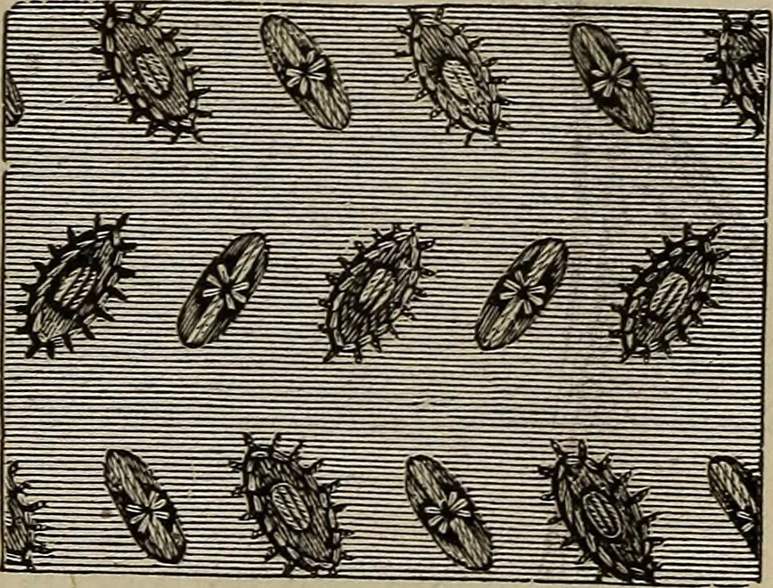 An illustration from Beautiful homes : or, Hints in house furnishing, 1878, leaf 286