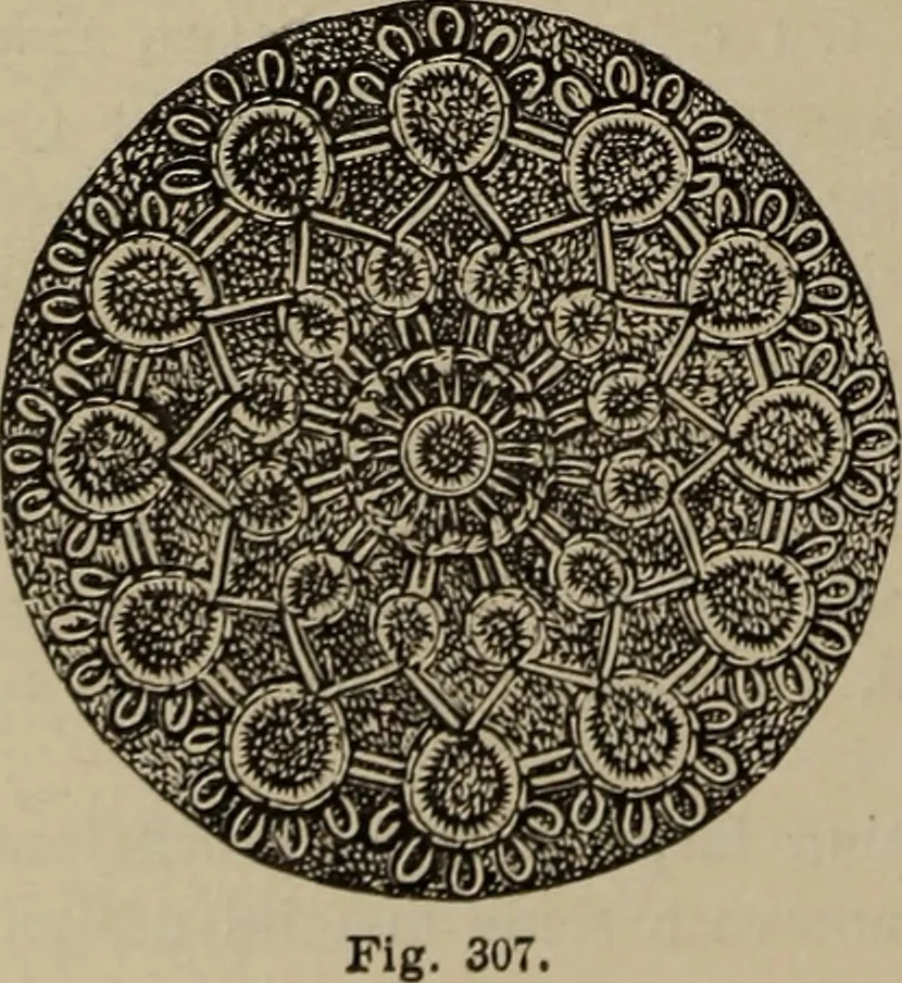 An illustration from Beautiful homes : or, Hints in house furnishing, 1878, leaf 293
