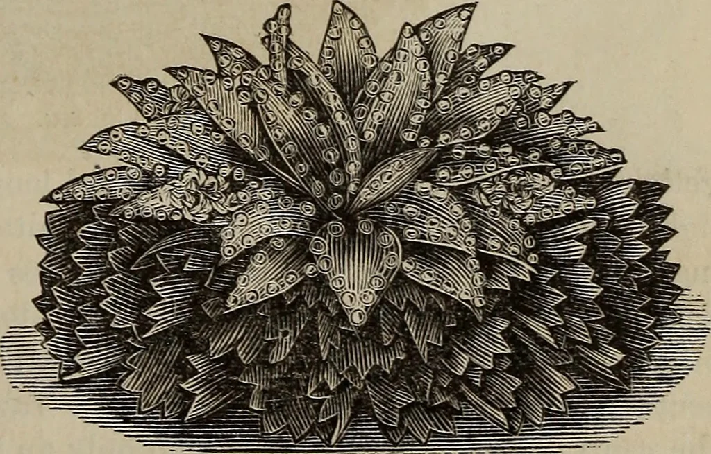 An illustration from Beautiful homes : or, Hints in house furnishing, 1878, leaf 306